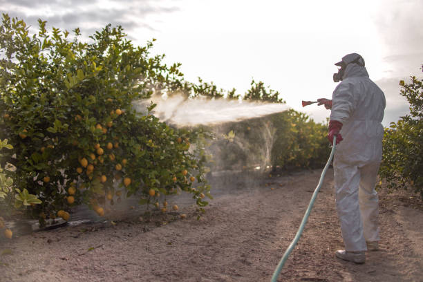Best Local Pest Control Services  in Bowdon, GA