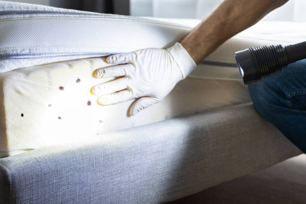 Wasp Removal Services in Bowdon, GA
