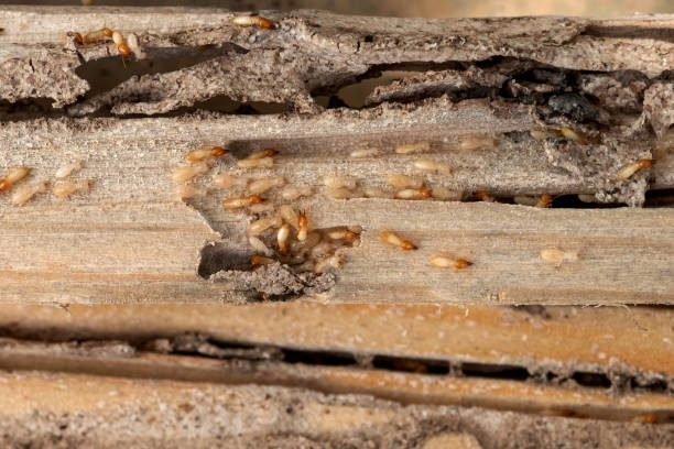 Best Affordable Pest Control Services  in Bowdon, GA